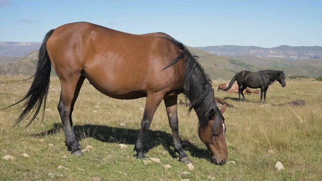 A brown horse grazes in an alpine meadow surrounded by its herd with small foals. The farm. Horse breeding