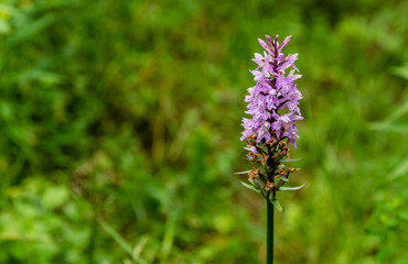 Dactylorhiza fuchsii (common spotted orchid) - a species of flowering plant in the orchid family Orchidaceae on a green meadow.