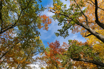 Jesienny krajobraz widok drzew od dołu
