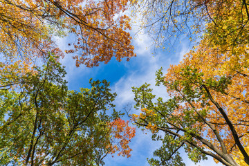 Jesienny krajobraz widok drzew od dołu - obrazy, fototapety, plakaty