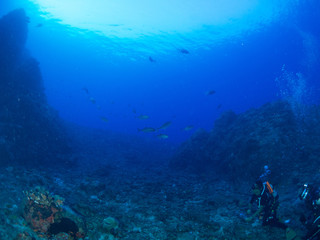 トカラ列島_口之島_スキューバダイビング