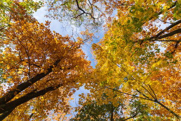 Jesienny krajobraz widok drzew od dołu