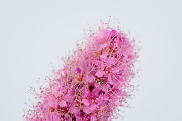 Close-up of the tiny flowers of a  Spiraea billardii  on a white background