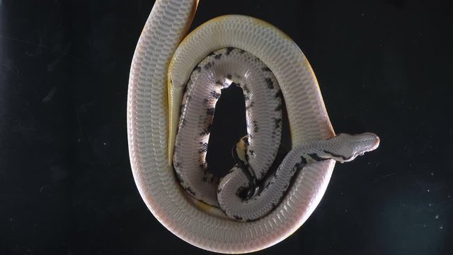 Footage albino ball and royal phytons