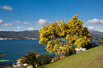 Acacia Dealbata