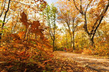 Jesienny krajobraz kolorowe liście