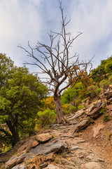 Obraz na płótnie Canvas Trail to several hiking trails in Sierra Nevada.