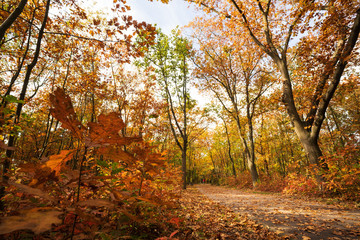 Jesienny krajobraz kolorowe liście