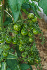 Bush with green tomatoes in the greenhouse.