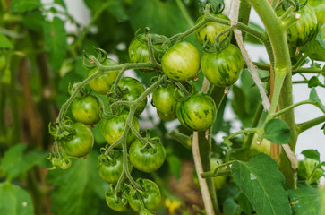 Bush with green tomatoes in the greenhouse.
