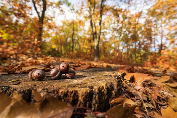 Żołędzie w lesie jesienią