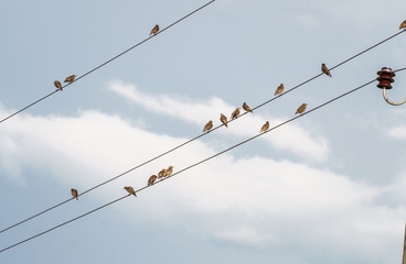 A flock of birds resting on the wires between the posts.