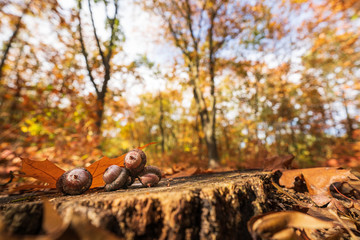 Żołędzie w lesie jesienią