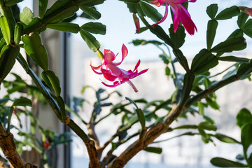 Indoor plant schlumbergera. Houseplant dekabrist blooms. Pink flower.