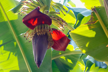 Beautiful of  banana flower.  banana is delicious tropical fruit at Thailand, © อัญชลี สุขใส