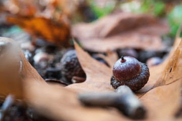 Żołędzie © piotrszczepanek