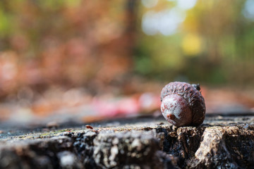 Żołędzie © piotrszczepanek