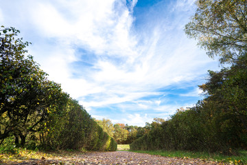 Jesienny krajobraz z pięknym niebem