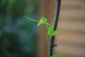 Chayote (Sechium edule)