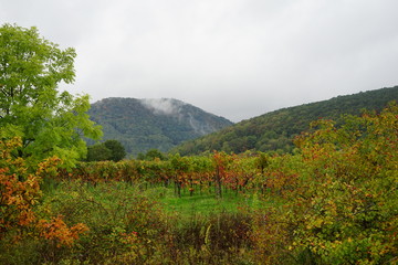 Weinberglandschaft des Südlichen Weinstrasse nach einem Regen