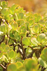 Im Garten - Gibraltar 