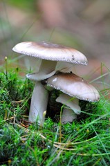 Bereifter Ritterling