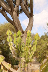 Gartenpfanzen im Sommer - Gibraltar