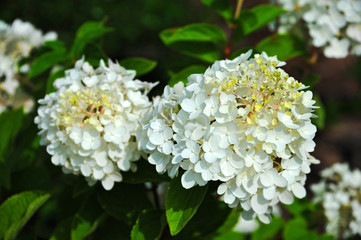 Beautiful hydrangea flower