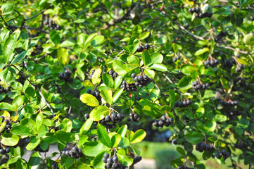Obraz premium Black ashberry (Aronia melanocarpa)