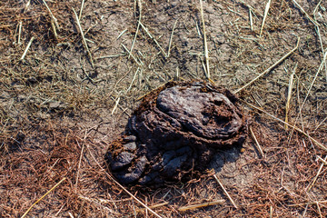 cow excrement on the grass