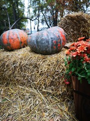 Color pumpkins on the straw for market sale