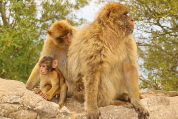Affen vom Gibraltar - Makakenfamilie