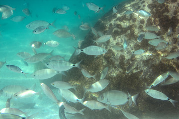 Fototapeta na wymiar Fish in the sea. A flock of fish in the sea. Underwater shooting in the Aegean Sea. Beautiful underwater world.
