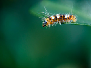 A furry little caterpillar were creeping at the end of the leaf and find the way to go further.