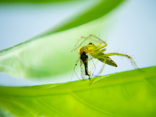 The little spider was killing a mosquito.