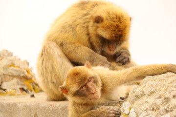 Affen vom Gibraltar - Makakenfamilie