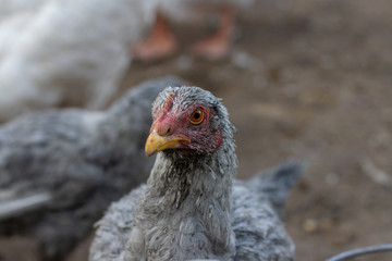 black chicken portrait on the farm