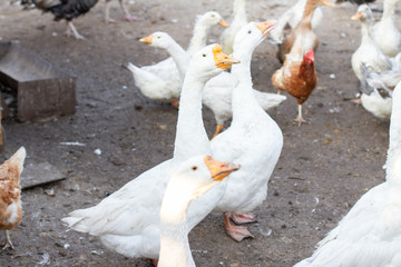 white domestic geese on a farm