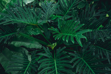 Green Leaves background,Natural background and wallpaper