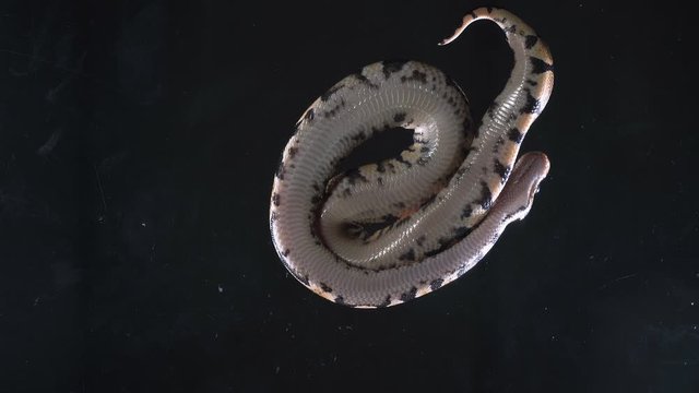 Video of small royal phyton, camera rushed down