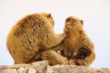 Affen - Makaken