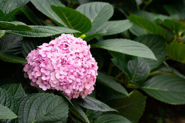 Beautiful blue hydrangea or hortensia flower (Hydrangea macrophylla) in slight color variations ranging from blue to purple.