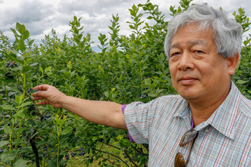 asian old man with gray hair Harvest fresh blueberries at  oganic farm.