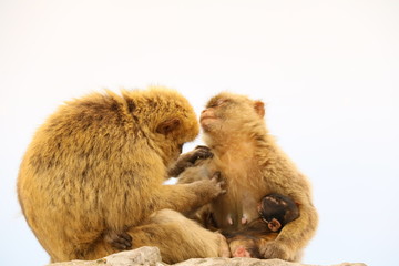 Makaken - Affen im Wildpark auf Gibraltar