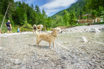 Chihuahua im Bergbach