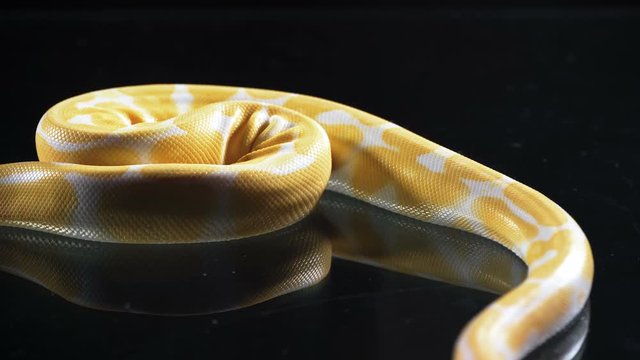 Footage of albino ball phyton on black glass
