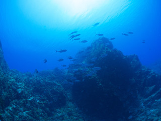 トカラ列島_口之島_スキューバダイビング