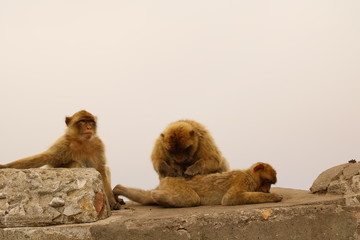 Makaken - Affen im Wildpark auf Gibraltar