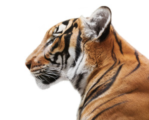 Detailed portrait taken from profile of a beautiful young tiger isolated on white background