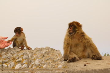 Makaken - Affen im Wildpark auf Gibraltar
